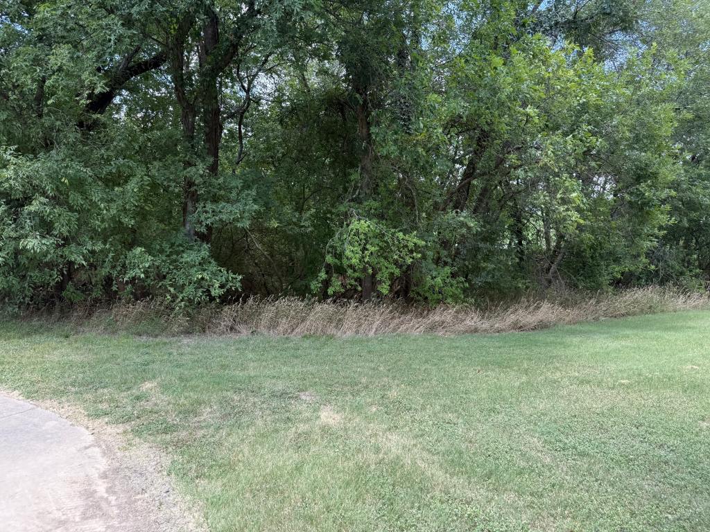An overgrown area of grass and bushes leading into a dense collection of trees.